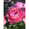 Strauchrosen 'Kölner Flora', 21 cm Topf dreigestäbt