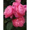 Strauchrosen 'Kölner Flora', 21 cm Topf dreigestäbt