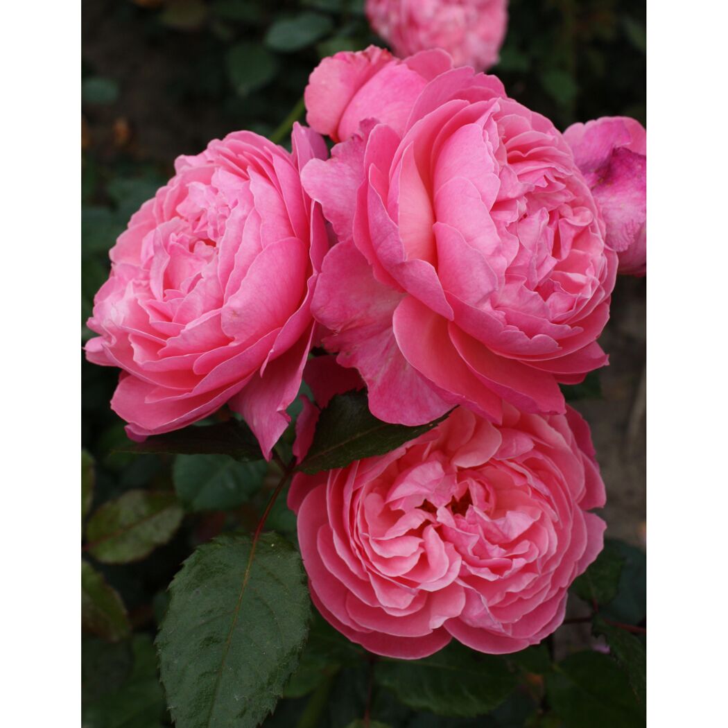 Strauchrosen 'Kölner Flora', 21 cm Topf dreigestäbt