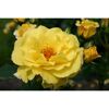 Strauchrosen 'Lichtkönigin Lucia', 21 cm Topf dreigestäbt
