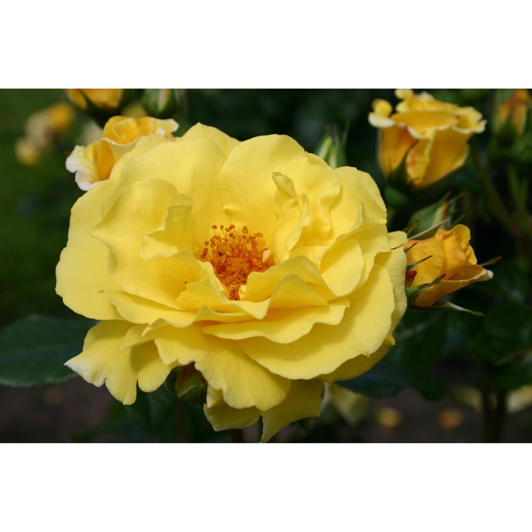 Strauchrosen 'Lichtkönigin Lucia', 21 cm Topf dreigestäbt