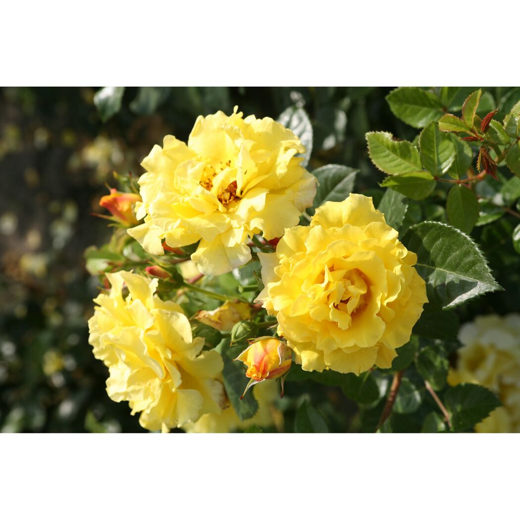 Strauchrosen 'Lichtkönigin Lucia', 21 cm Topf dreigestäbt