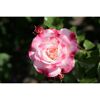 Strauchrosen 'Rosenstadt Freising', 21 cm Topf dreigestäbt