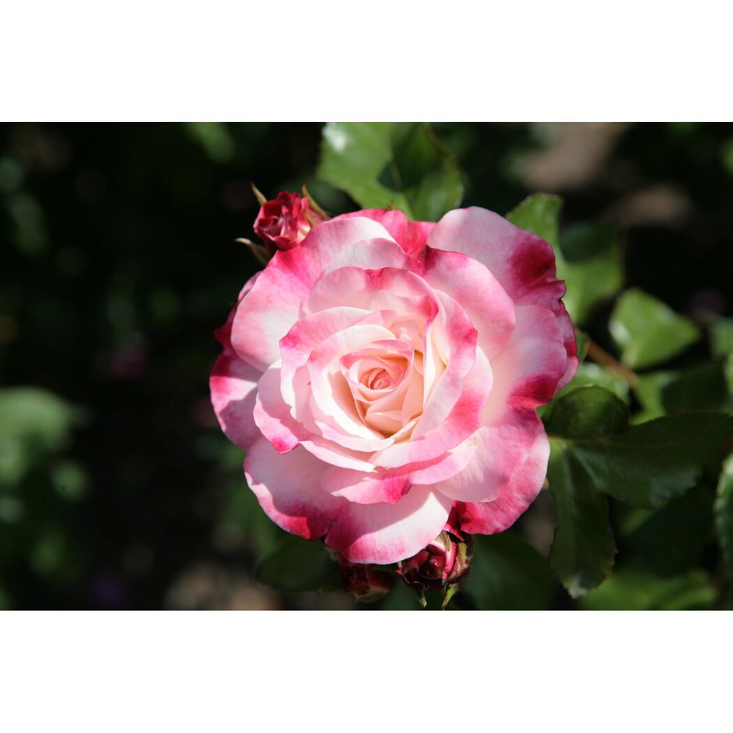 Strauchrosen 'Rosenstadt Freising', 21 cm Topf dreigestäbt