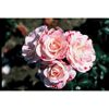 Strauchrosen 'Rosenstadt Freising', 21 cm Topf dreigestäbt