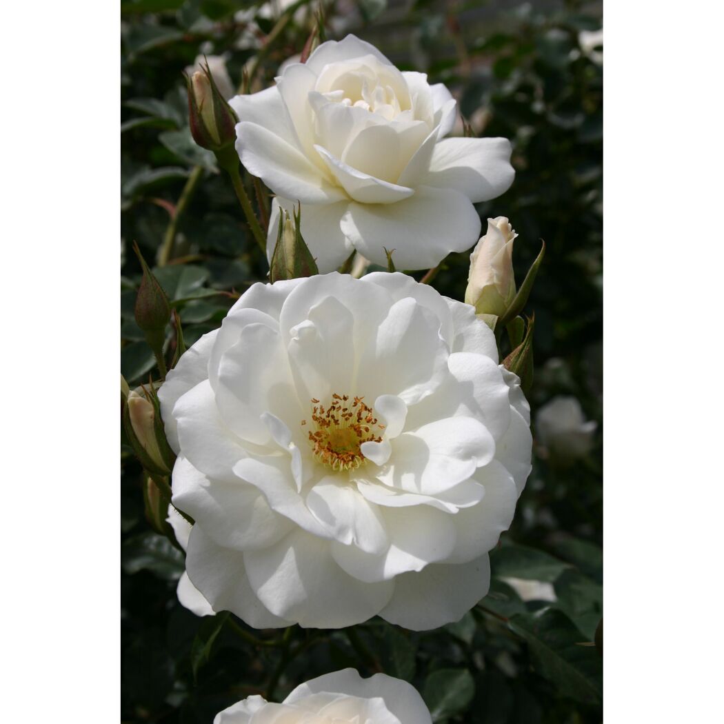 Strauchrosen 'Schneewittchen', 21 cm Topf dreigestäbt