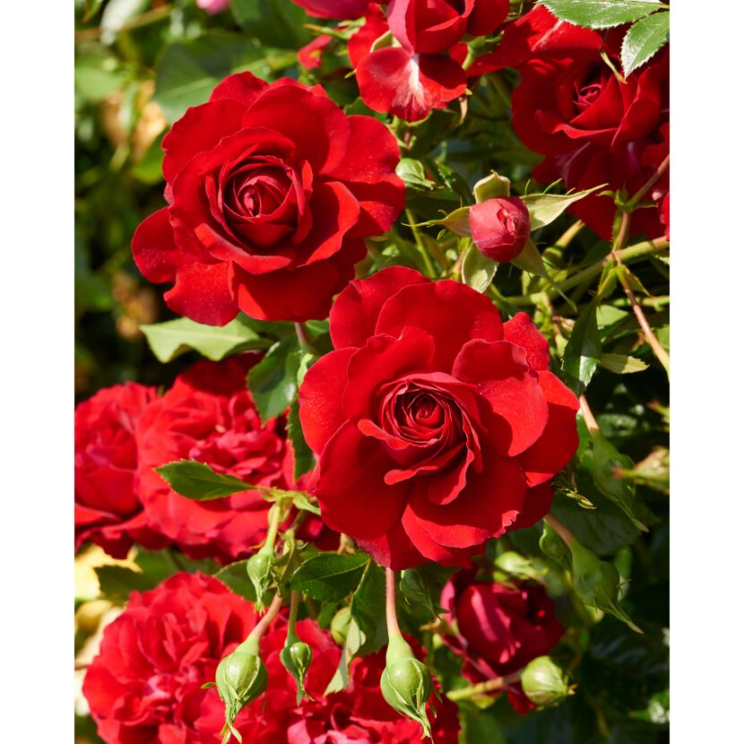 Courtyard Kletterrosen 'Götterfunken™ Courtyard Poulcy014', 21 cm Topf dreigestäbt