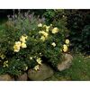 TOWNE & COUNTRY 'Clear Cover Poultc013', 15 cm Topf