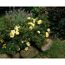 TOWNE & COUNTRY 'Clear Cover Poultc013', 15 cm Topf