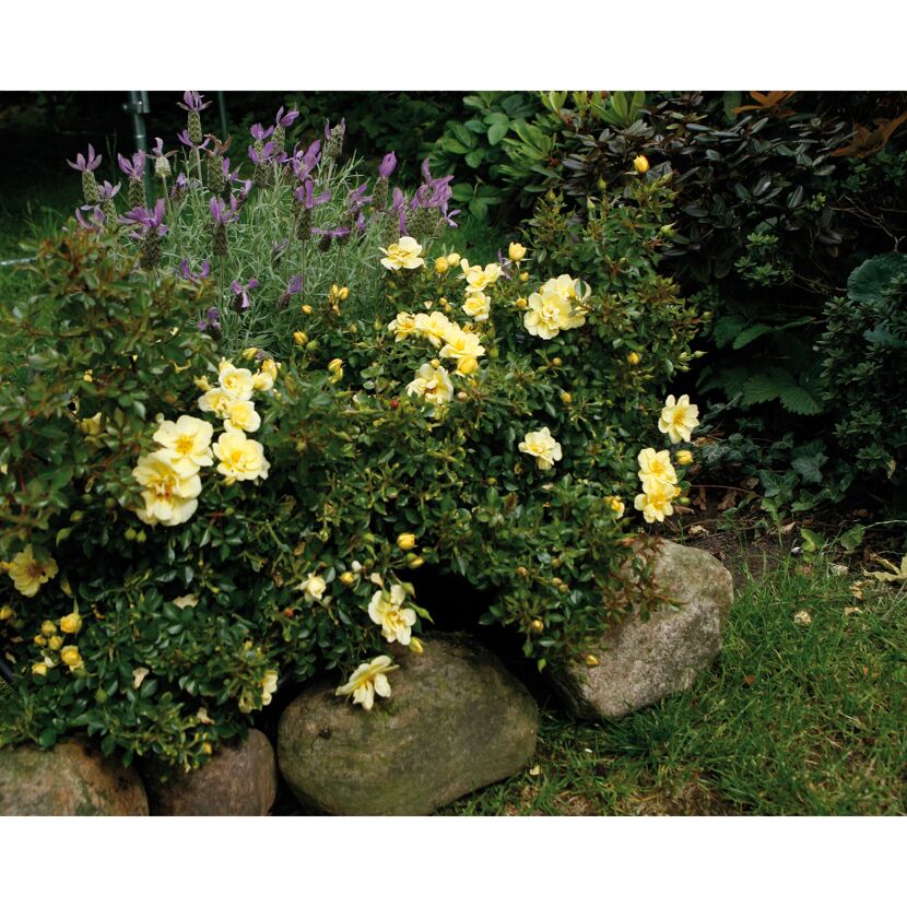 TOWNE & COUNTRY 'Clear Cover Poultc013', 15 cm Topf