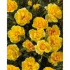 TOWNE & COUNTRY 'Excellent Cover Poultc017', 15 cm Topf