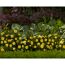 TOWNE & COUNTRY 'Excellent Cover Poultc017', 15 cm Topf