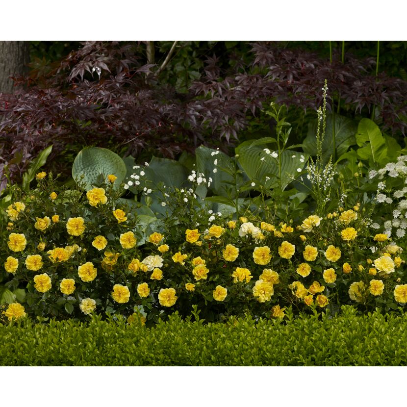TOWNE & COUNTRY 'Excellent Cover Poultc017', 15 cm Topf