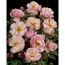 TOWNE & COUNTRY 'Gentle Cover Poullen', 15 cm Topf