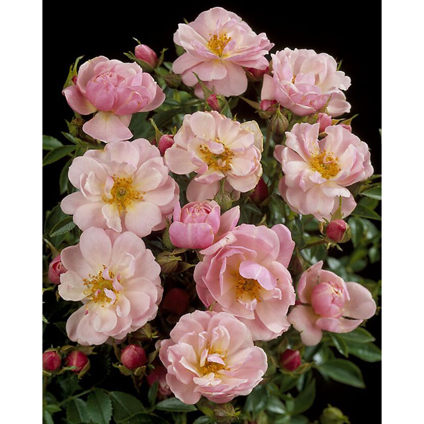 TOWNE & COUNTRY 'Gentle Cover Poullen', 15 cm Topf