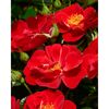 TOWNE & COUNTRY 'Lucky Cover Poultc025', 15 cm Topf