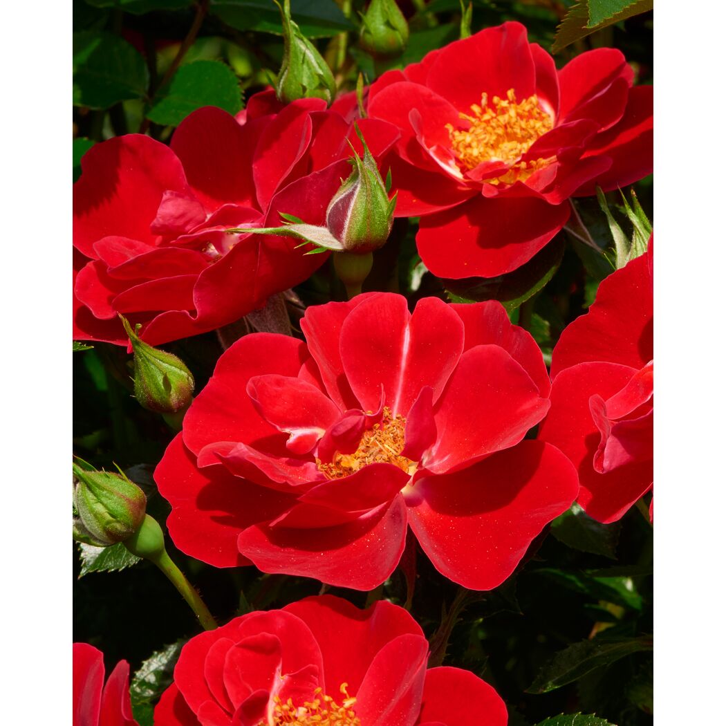 TOWNE & COUNTRY 'Lucky Cover Poultc025', 15 cm Topf