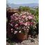 TOWNE & COUNTRY 'Sweet Cover Poulweeto', 15 cm Topf
