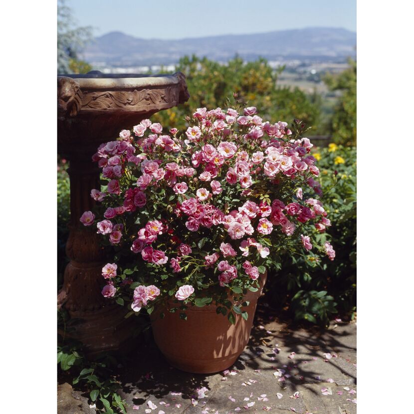 TOWNE & COUNTRY 'Sweet Cover Poulweeto', 15 cm Topf