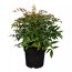 Himmelsbambus 'Magical Sunrise®' Busch 19 cm Topf