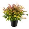 Himmelsbambus 'Obsessed' Busch 19 cm Topf