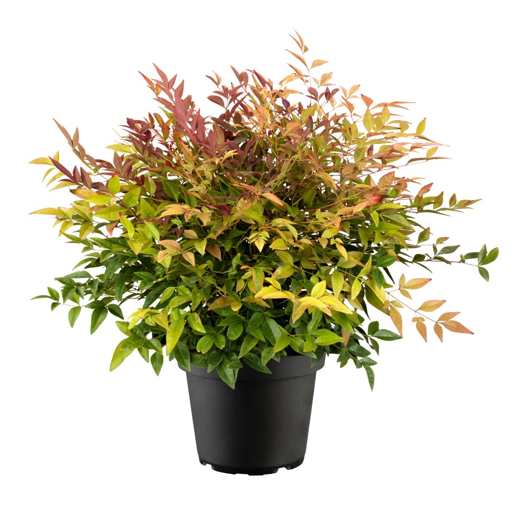 Himmelsbambus 'Obsessed' Busch 19 cm Topf