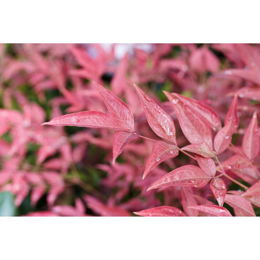 Himmelsbambus 'Obsessed' Busch 19 cm Topf