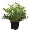 Himmelsbambus 'Magical Lemon and Lime®' Busch 19 cm Topf