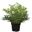 hauptbild