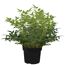 Himmelsbambus 'Magical Lemon and Lime®' Busch 19 cm Topf