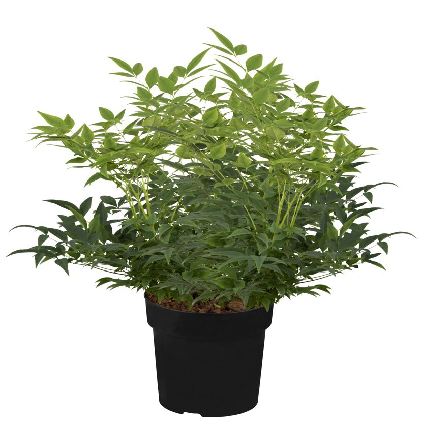Himmelsbambus 'Magical Lemon and Lime®' Busch 19 cm Topf