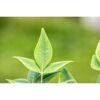 Himmelsbambus 'Magical Lemon and Lime®' Busch 19 cm Topf