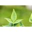 Himmelsbambus 'Magical Lemon and Lime®' Busch 19 cm Topf