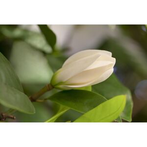 Duftmagnolie Fairy Magnolia Cream; Topf 19