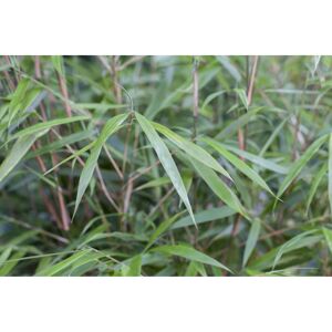 Bambus Asian Wonder; Topf 33