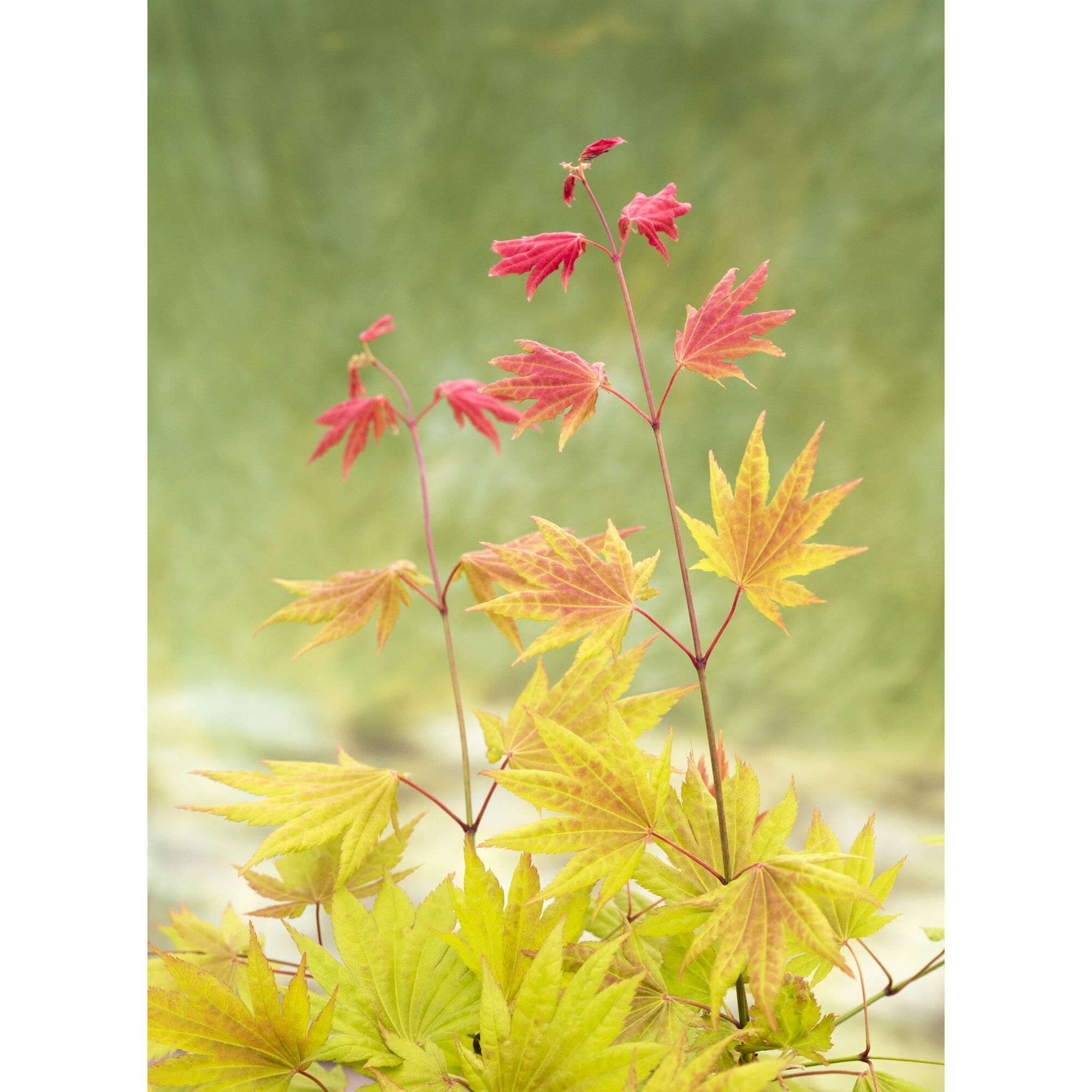 Nahaufnahme von Ahornblättern