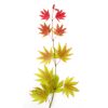 Acer shirasawanum Moonrise