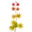 Acer shirasawanum Moonrise