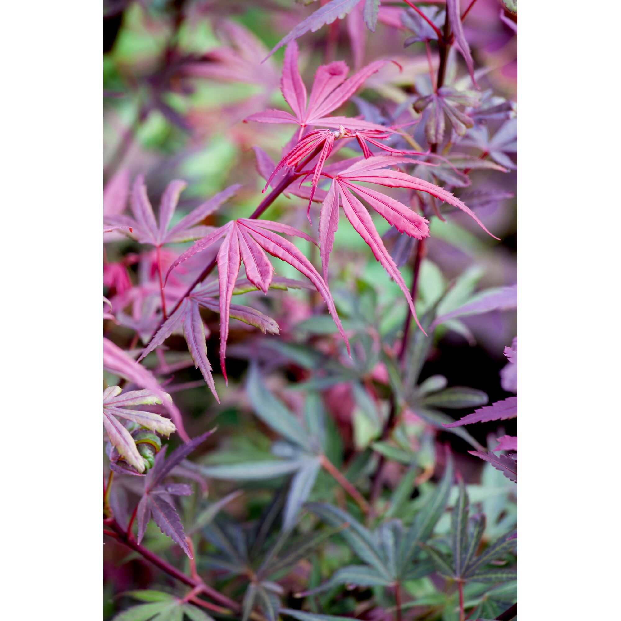 Nahaufnahme von rotem Ahornlaub.