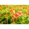 Trompetenblume 'Summer Jazz® Indian Summer' orange 15 cm Topf