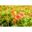 Trompetenblume 'Summer Jazz® Indian Summer' orange 15 cm Topf