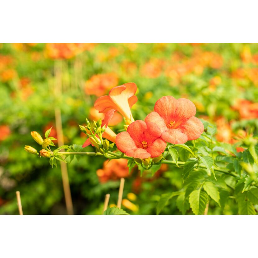 Trompetenblume 'Summer Jazz® Indian Summer' orange 15 cm Topf