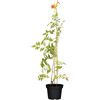 Trompetenblume 'Summer Jazz® Indian Summer' orange 15 cm Topf