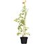 Trompetenblume 'Summer Jazz® Indian Summer' orange 15 cm Topf