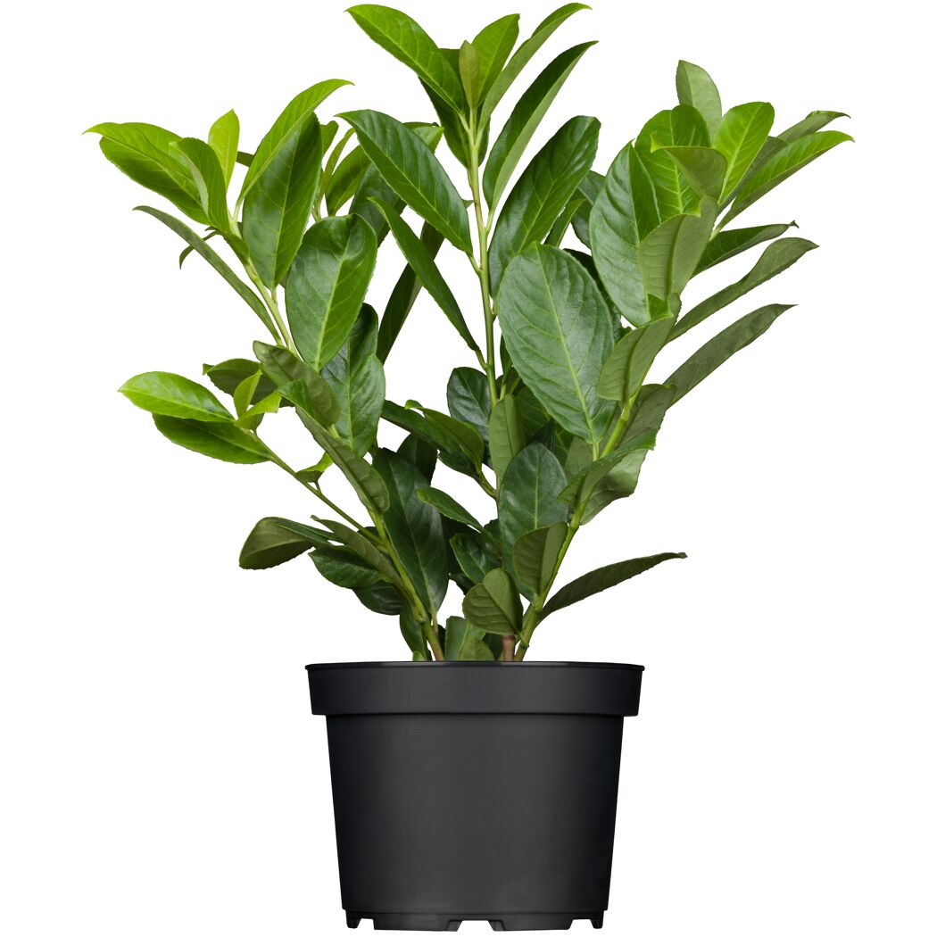 Kirschlorbeer 'Novita', 27 cm topfgewachsen