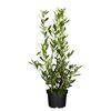 Kirschlorbeer 'Caucasica', 27 cm topfgewachsen