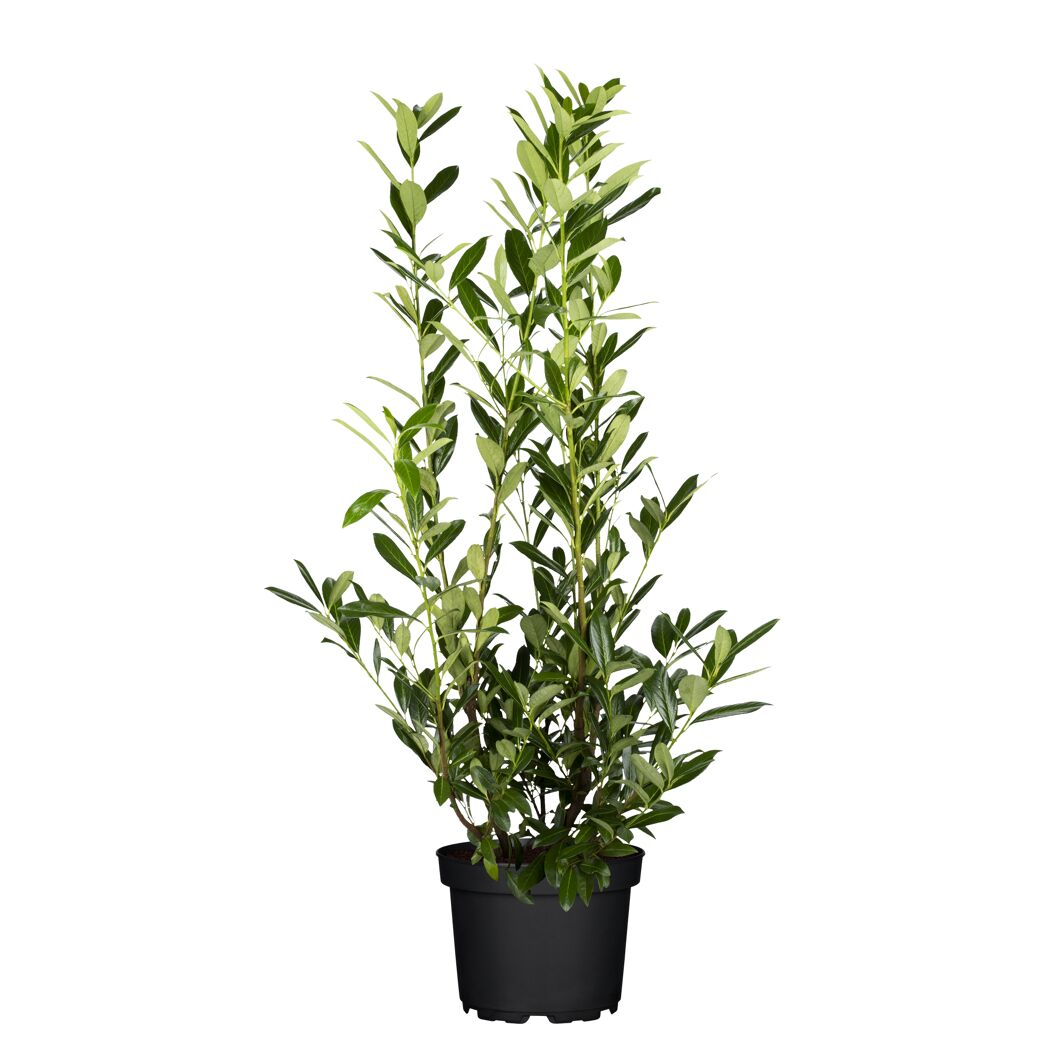 Kirschlorbeer 'Caucasica', 27 cm topfgewachsen