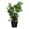 Kirschlobeer 'Etna' topfgewachsen, 27 cm Topf