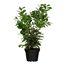 Kirschlobeer 'Etna' topfgewachsen, 27 cm Topf