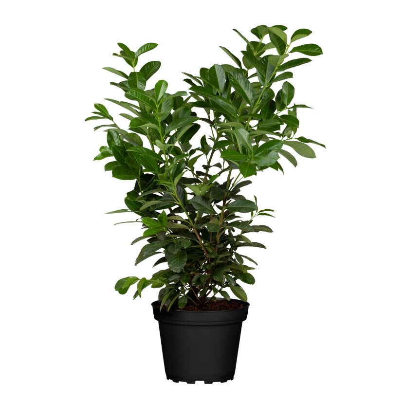 Kirschlobeer 'Etna' topfgewachsen, 27 cm Topf